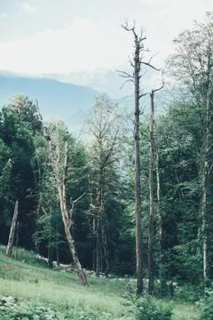 Summer forest. Stock Photos