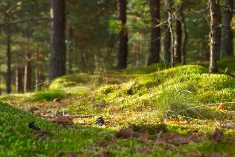 Summer forest Stock Photos