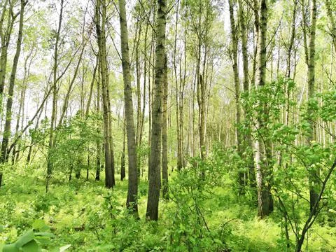 Summer forest Stock Photos