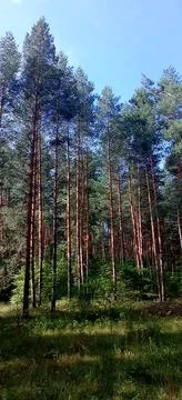 Summer forest Stock Photos