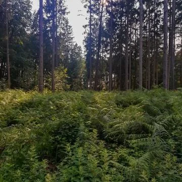 Summer in the forest Stock Photos