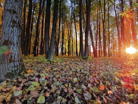 Summer forest Foto stock
