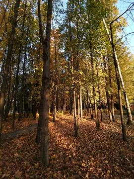 Summer forest Foto stock