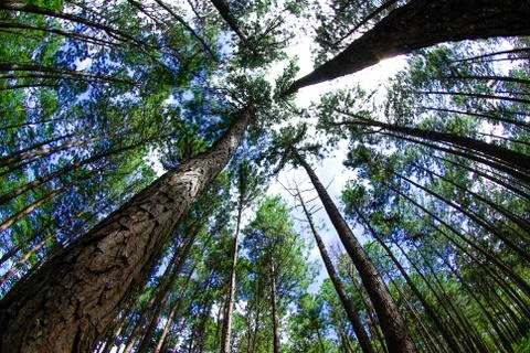 In summer forest with pines, view from below Фото