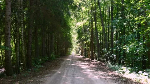 Summer Forest with Road Stock Footage 238526039