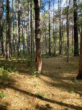 Summer Forest Scene with Pine Trees in Northeast, New England Hiking Stock Photos
