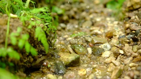 Summer forest, stream flows, clean spring water ecology nature travel Video stock 309881250