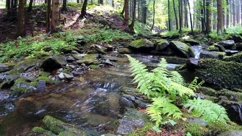 Summer forest stream Stock Footage 112337682