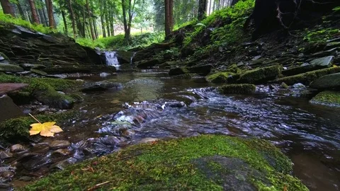 Summer forest stream Stock Footage 112337702