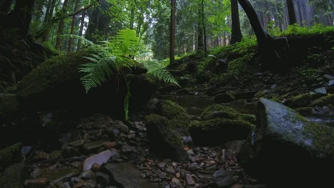 Summer forest stream Stock Footage 112338447