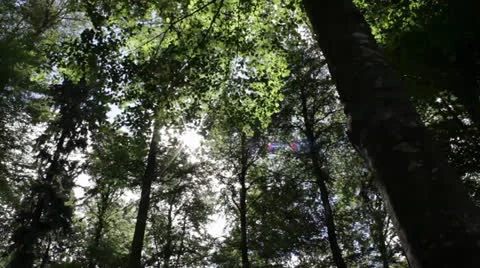 Summer forest with sun flares Video stock 22767550