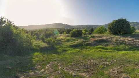 Summer forest with sun light Stock Photos