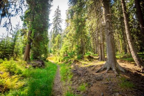 Summer forest with sun light Stock-Fotos