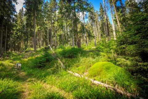 Summer forest with sun light Stock Photos