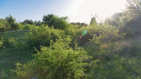 Summer forest with sun rays Stock Photos