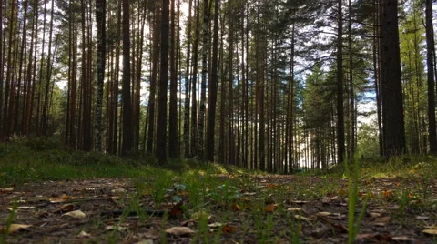 Summer forest with sunlight Stock Footage 68747119