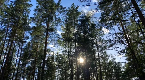 Summer forest with sunlight Stock Footage 68813813
