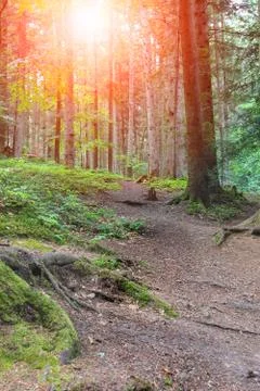 Summer forest in sunlight Stock Photos