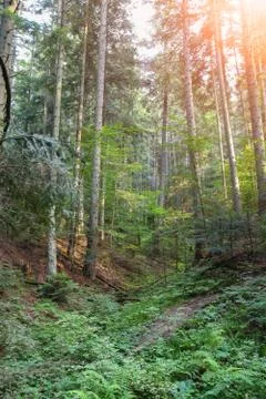 Summer forest in sunlight Stock Photos