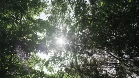 Summer forest with sunlight streaming through green leaves. Stock Footage 318551237