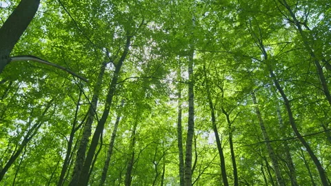 Summer Forest. Sunrise Rays Break Through Leafless Crowns Of Trees. European Stock Footage 296266784