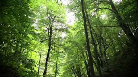 Summer forest, the sun's rays Shine through the green foliage	 Stock Footage 127940657