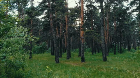 Summer forest at sunset drone shot Stock Footage 92663137
