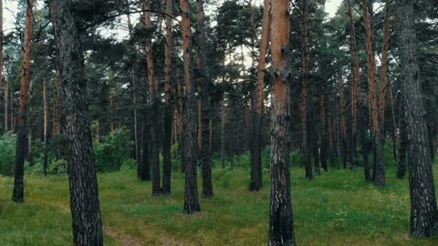 Summer forest at sunset drone shot Stock Footage 92666529