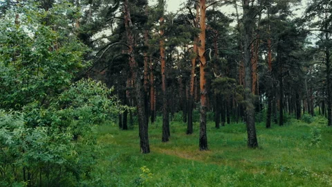 Summer forest at sunset drone shot Stock Footage 92668806