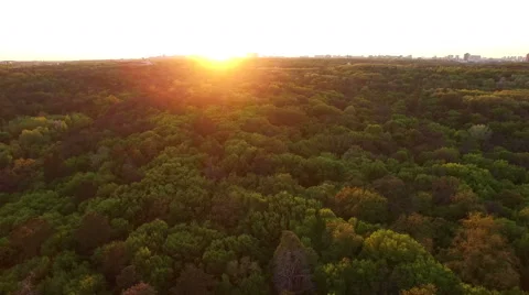 Summer Forest At Sunset Stock Footage 64067566