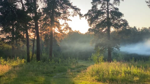 Summer forest at sunset Stock Footage 167456460