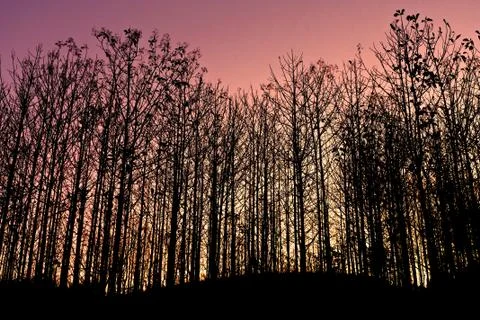 Summer forest at sunset Stock Photos