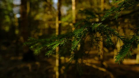 Summer forest, sunset warm wild forest defocused, spruce branch tree Stock-Footage 309755232