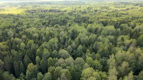 Summer forest top view . 4K video from the air . Green trees . Summer landscape. Stock Footage 220299311