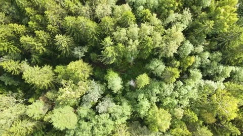 Summer forest top view . 4K video from the air . Green trees . Summer landscape. Video stock 220299349