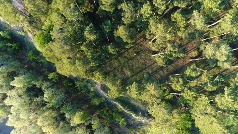 Summer forest top view Stock Footage 91620372