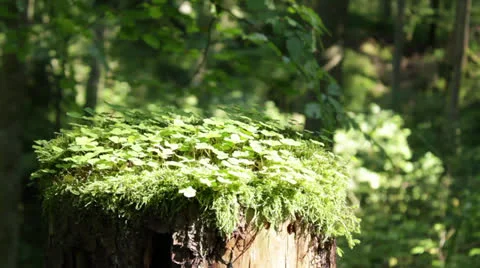 Summer forest with tree trunk and shadow play Stock Footage 22767682