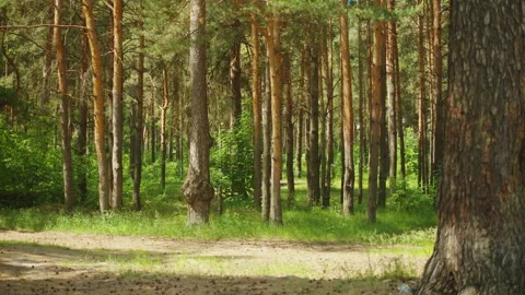 Summer forest, trees and green grass. Beautiful landscape concept, fresh foliage Stock Footage 211349809