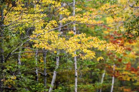 Summer forest trees looking up Stock Photos