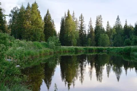 Summer forest. trees reflected in the water in the evening sun Stock Photos