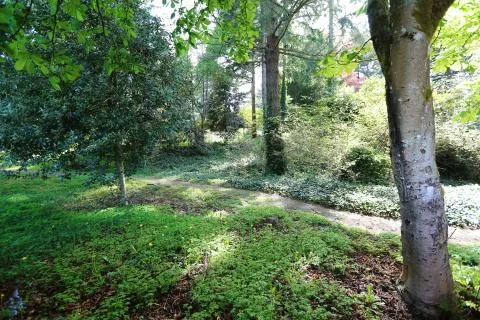 Summer forest view Stock Photos