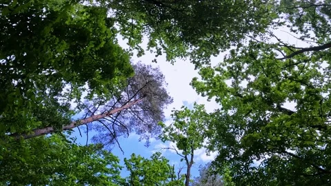 Summer forest, view through the foliage to the sky and clouds. Treetops Stock Footage 196212521