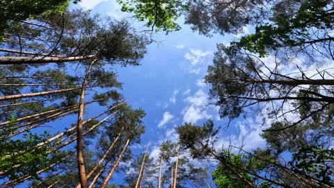 Summer forest, view through the foliage to the sky Stock Footage 196212564