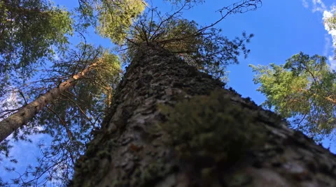 Summer forest, view on top tree Stock Footage 68745884