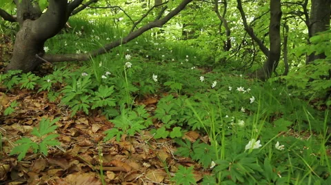 Summer forest with wild flowers Stock Footage 51066581
