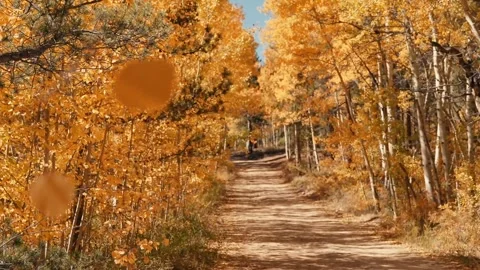 Summer forest yellow tree Stock Footage 272181223