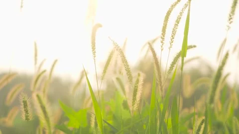 Summer Foxtail Grass Glowing In Soft Golden Backlight At Sunset Video stock 342332908