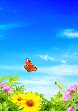 Summer frame Stock Illustration