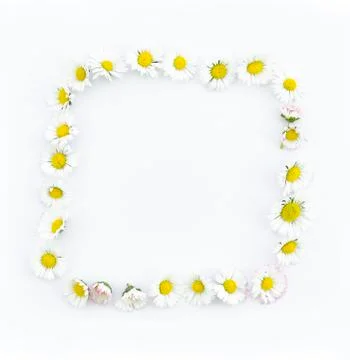 Summer frame made of chamomile on white background. Flat lay, top view with Stock Photos