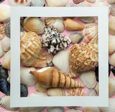 Summer frame. Paper frame for your text on seashells background. top view Stock Photos